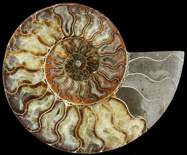 Cut Ammonite Fossil (Half) - Agatized #49896
